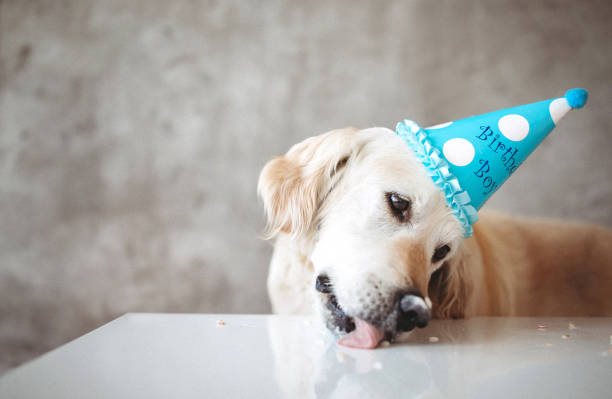 istock Retriever with party hat eating cake 1225638614