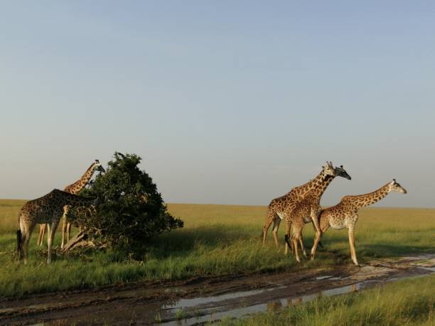 istock Giraffes eating in Kenya 1225639077