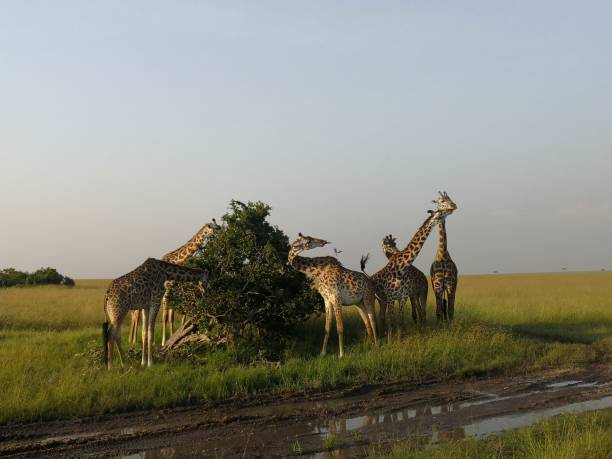 istock Giraffes eating in Kenya 1225639837