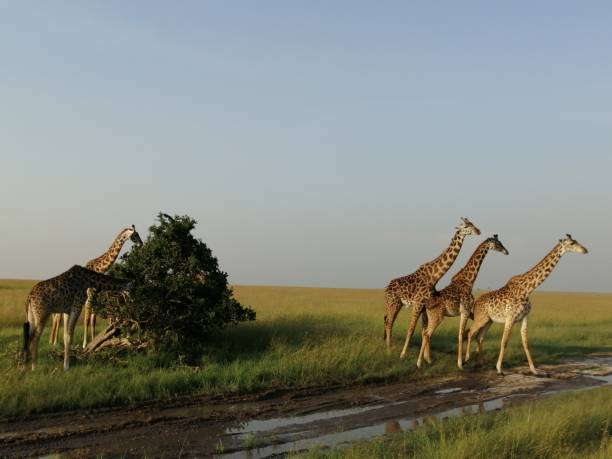 istock Giraffes eating in Kenya 1225639838