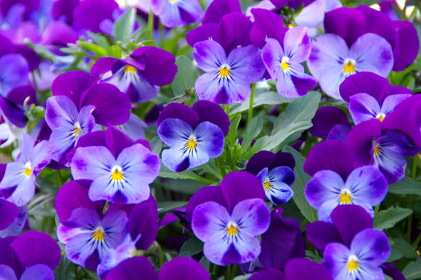 istock Blooming pansies flowers in spring 1225640115