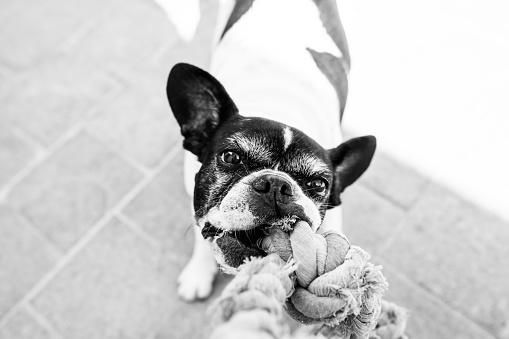 French bulldog. On the street. Played with lace. Observes.