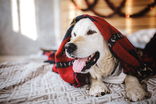 Golden retriever hiding under blanket while lying on bed at home