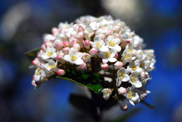 primer plano hermosa flor en blom en modo macro. - blom fotografías e imágenes de stock