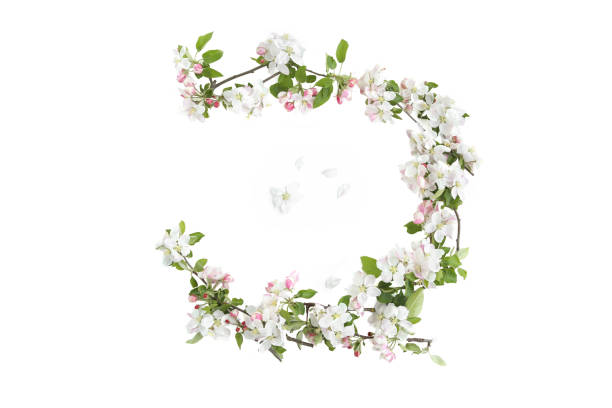 istock Frame of branches with blossoms isolated on white background. 1225644494