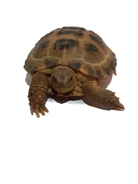 Photo of Russian tortoise photograph