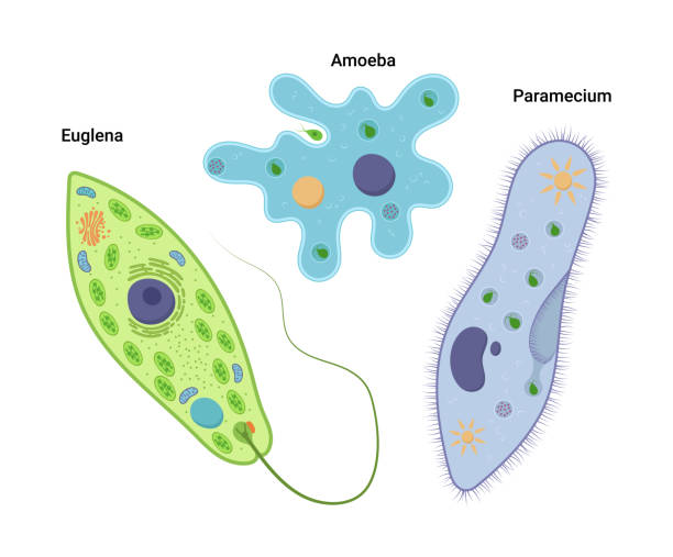 벡터 삽화단 세포 유기체의. 아메바 프로테우스 파라메슘 카우다툼과 유글레나 비리디스. 프로토조아 ()프로토 조아 - paramecium stock illustrations