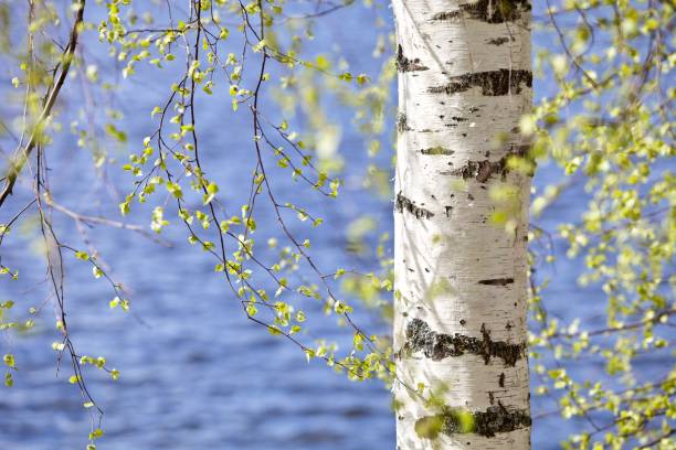 istock Blooming Birch tree on the lake shore in a sunny spring day close-up 1225647490