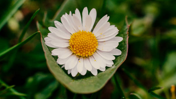 close focus photo of daisy flower - m chamomilla imagens e fotografias de stock