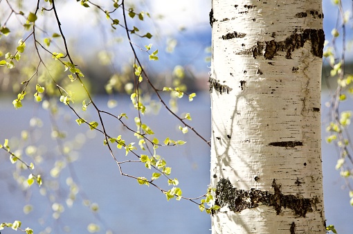 Blooming Birch tree on the lake shore in a sunny spring day close-up