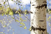 Blooming Birch tree on the lake shore in a sunny spring day close-up