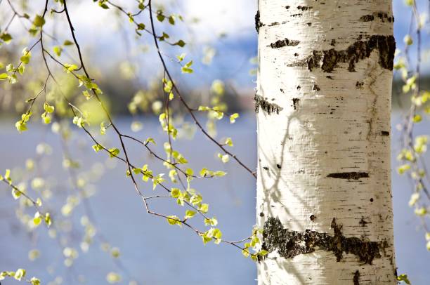 Blooming Birch tree on the lake shore in a sunny spring day close-up Blooming Birch tree on the lake shore in a sunny spring day. Young bright green leaves on birch tree branches close-up. White birch trunk in focus on a blurry blue water background. Spring birch in bright sunlight close up. Bright white birch tree close up. Birch trunk in focus on a blurry background. Birch trunk texture close up. Spring forest background. birch tree stock pictures, royalty-free photos & images
