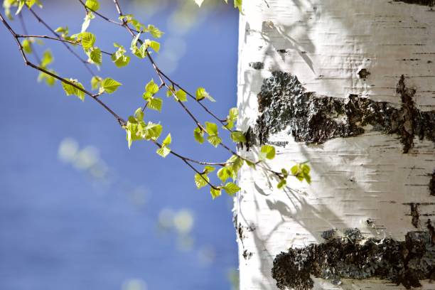 istock Blooming Birch tree on the lake shore in a sunny spring day close-up 1225647711