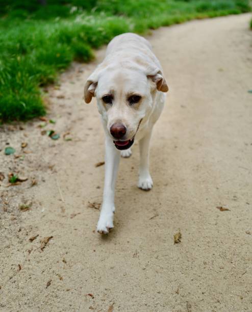 istock Labrador Retriever in the park 1225647883