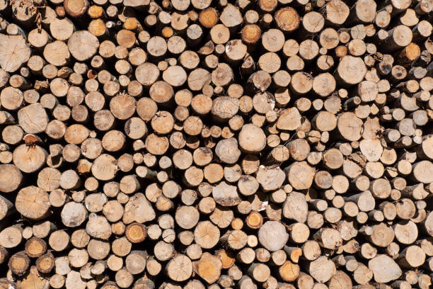istock Pile of wood cut from a forest 1225648879
