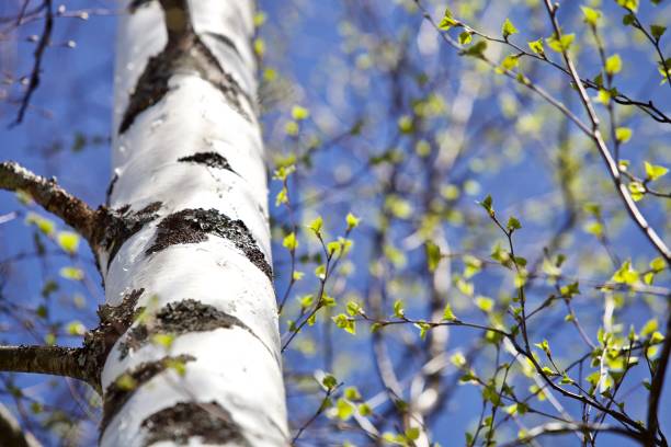 Blooming Birch tree on a sunny spring day close up