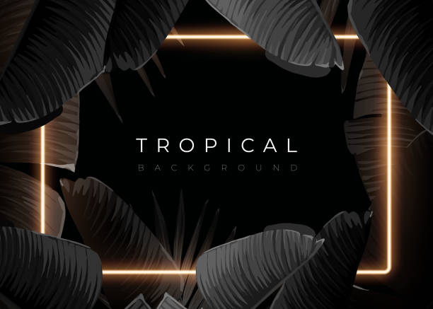 Dark monochrome tropical design with exotic banana leaves, soft neon frames and space for text. Vector summer template for poster, banner, card or flyer. Dark monochrome tropical design with exotic banana leaves, soft neon frames and space for text. Vector summer template for banner, card or flyer. banana borders stock illustrations