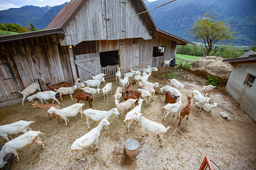 Domestic Goats in front of Stables in Julian Alps with Mountain in Background - Stock Photo