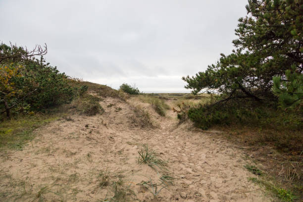 krawędź lasu na wyspie texel, holandia - waters edge nature water wave zdjęcia i obrazy z banku zdjęć