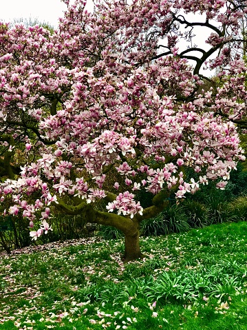 Blooming magnolia in Hyde Park London