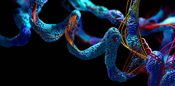 cadena de aminoácidos o moléculas biológicas llamada proteína - ilustración 3d - proteína fotografías e imágenes de stock