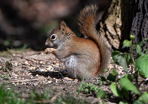 The squirrel with nut sits on tree in the autumn. Eurasian red squirrel, Sciurus vulgaris. Portrait of a squirrel in winter.