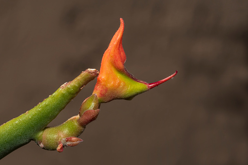 A close-up of a Ladys Slipper, Euphorbia lomelii, flower.  Image captured in May in the Sonoran Desert of Arizona.