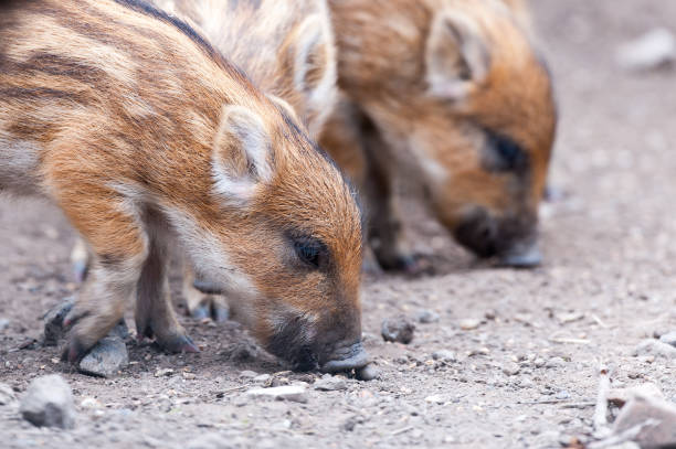 istock Young wild boar looking for food 1225653750