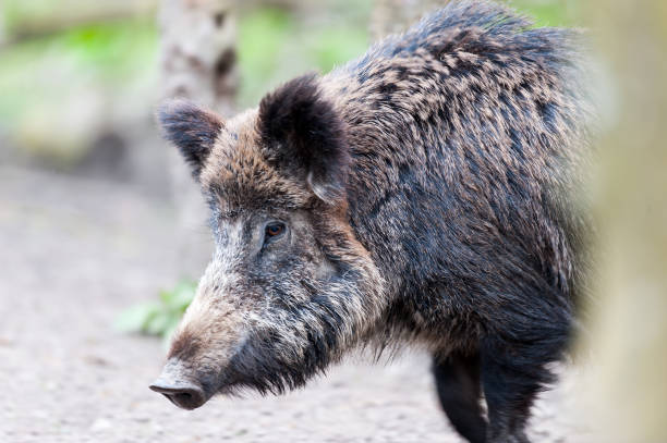 Portrait of a wild boar shot in between trees.