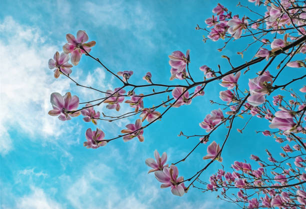 Beautiful magnolia flower blooming in spring Springtime and flowers in full bloom park leaf flower head saturated color stock pictures, royalty-free photos & images