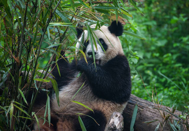 istock Giant panda bear eating bamboo 1225654240
