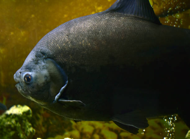 istock Large piranha fish in the store's aquarium 1225655425