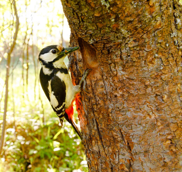 Beautiful woodpecker bringing food to feed the nestlings.