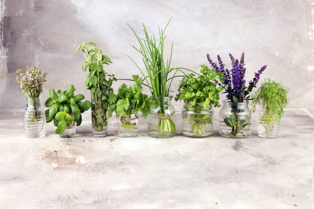 istock Fresh various herbs in glasses on a rustic background. Basil, flower sage, thyme, oregano, dill, chives, parsley and coriander. 1225656028