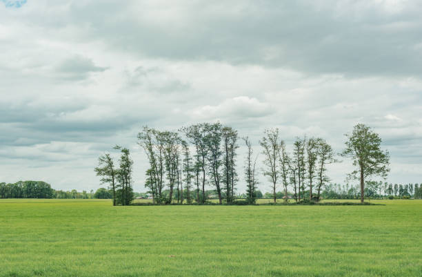 istock Row of trees in meadow under cloudy sky. 1225656744