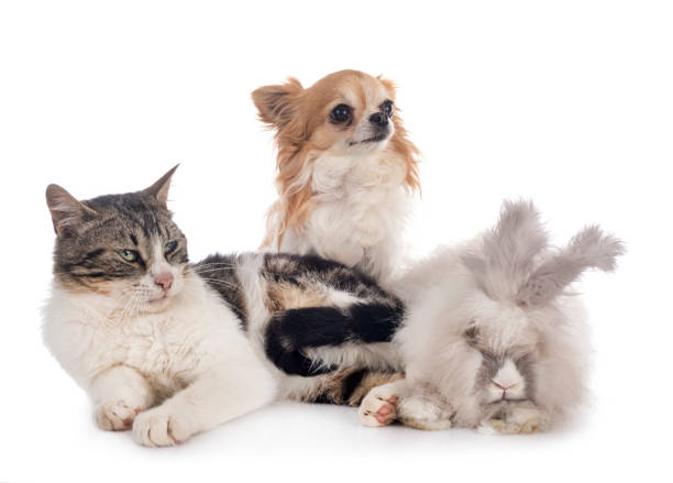 istock rabit, cat and chihuahua 1225656860