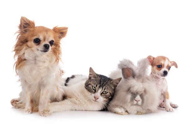 rabit, cat and chihuahua