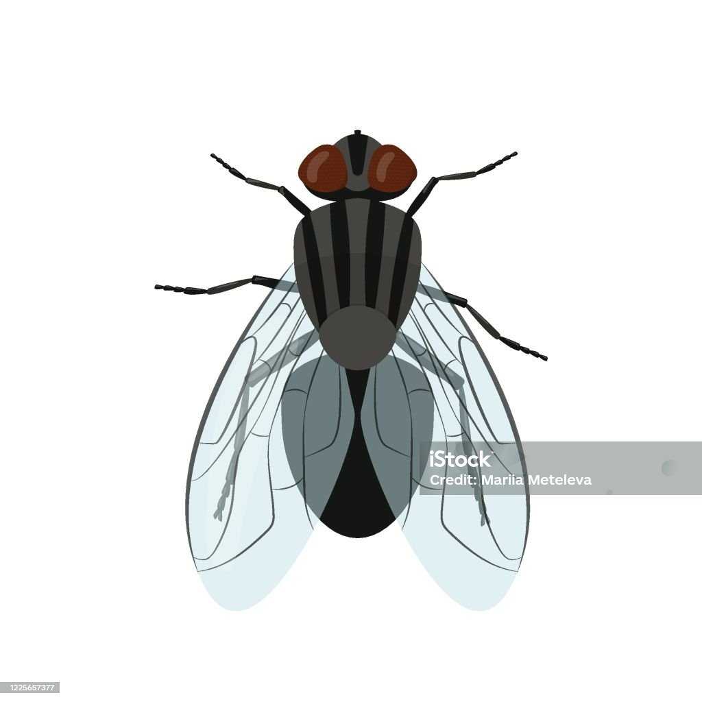 Vector Flying Insect Fly Insect Isolated On White Background Vector Illustration Stock ...