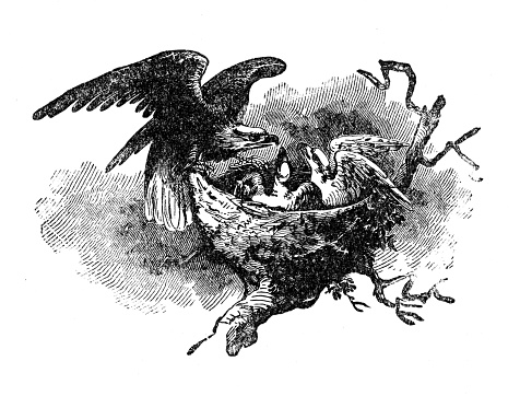 Eagle feeding eaglets - Scanned 1898 Engraving
