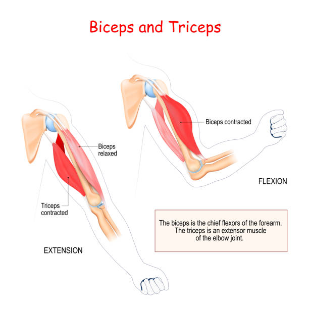 biceps and triceps biceps and triceps. Antagonist muscles. The biceps is the chief flexors of the forearm. The triceps is an extensor muscle of the elbow joint. human arm stock illustrations