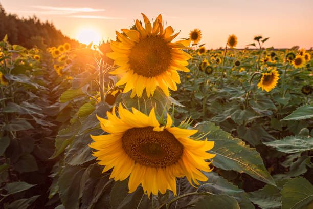 istock Sunflowers on a bright sunny day 1225659334