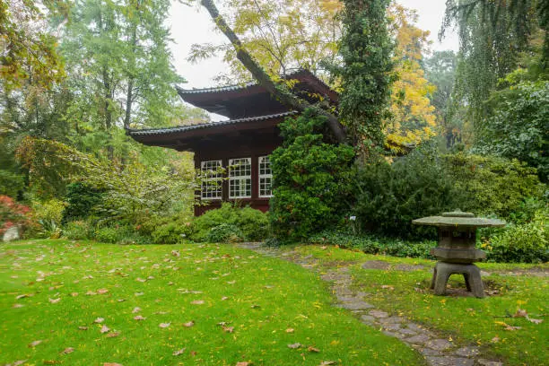 Autumn in Japanese garden in Leverkusen.  Amazing view on meadow , green grass and bushes and trees and pagoda and lantern