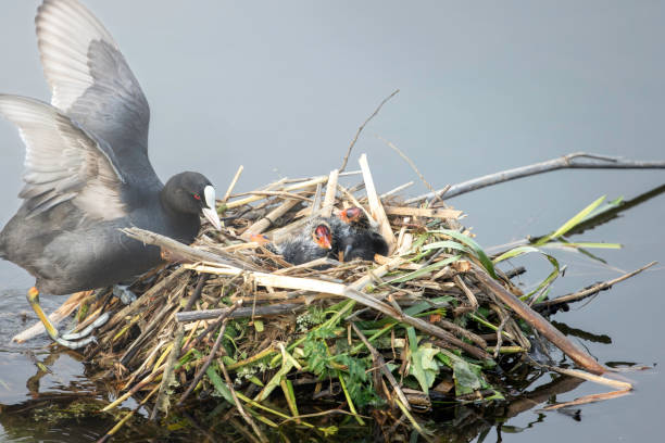 A local Common Coot feeding and looking after it's young on the nest