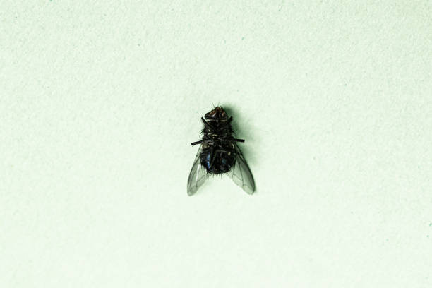 istock Dead ugly disgusting fly insect close up still on a green background 1225660792