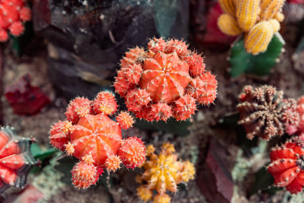 istock light purple flower of cactus in desert 1225662149