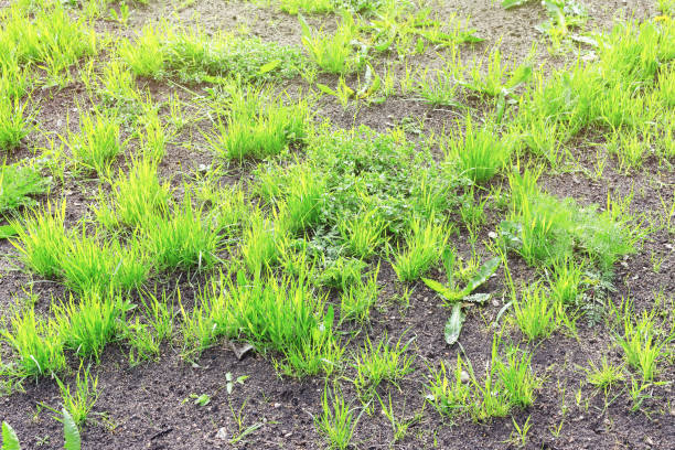 istock Green spring grass grows in clumps on the ground 1225662484