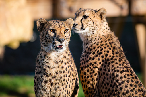 portrait of a two cheetah on a background of savanna