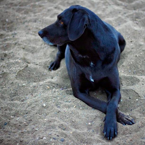 istock black dog on the sand 1225662629
