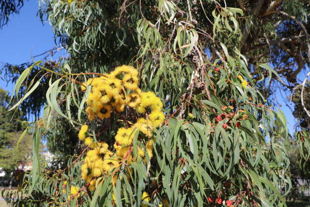 Yellow flowers of Eucalyptus tree in Perth, Australia
