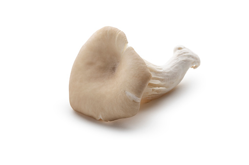 Oyster Mushrooms isolated on white Background